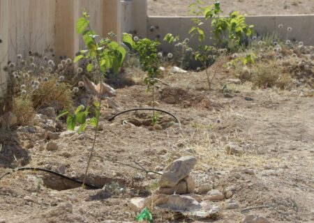 اجرای سیستم آبیاری قطره‌ای و توسعه فضای سبز در آرامستان بهشت رضا شهر بهارستان