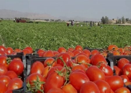 آغاز برداشت گوجه فرنگی از بیش از ۱۰ هزار هکتار مزارع استان بوشهر+ تصویر