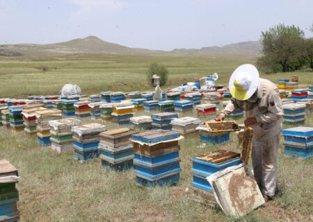 بیش از ۱۴۰۰ تن عسل در بوشهر تولید شد